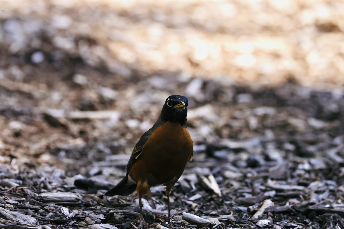 American Robin - J. Breckenridge