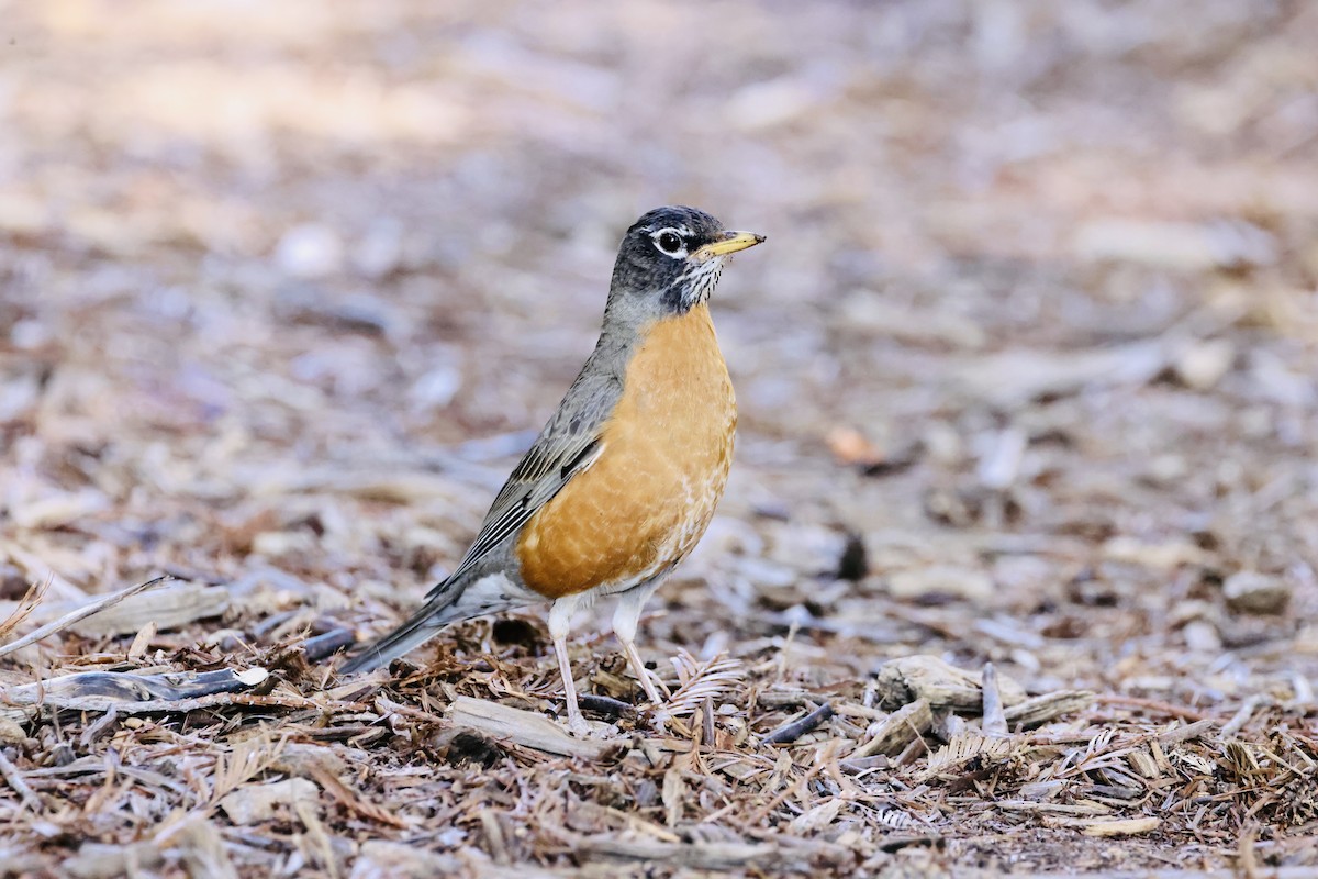 American Robin - J. Breckenridge