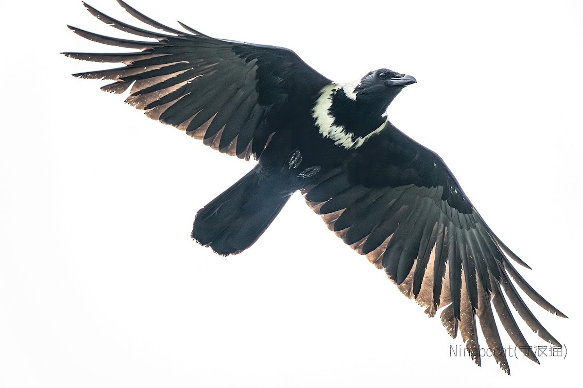 Collared Crow - 浙江 重要鸟讯汇整