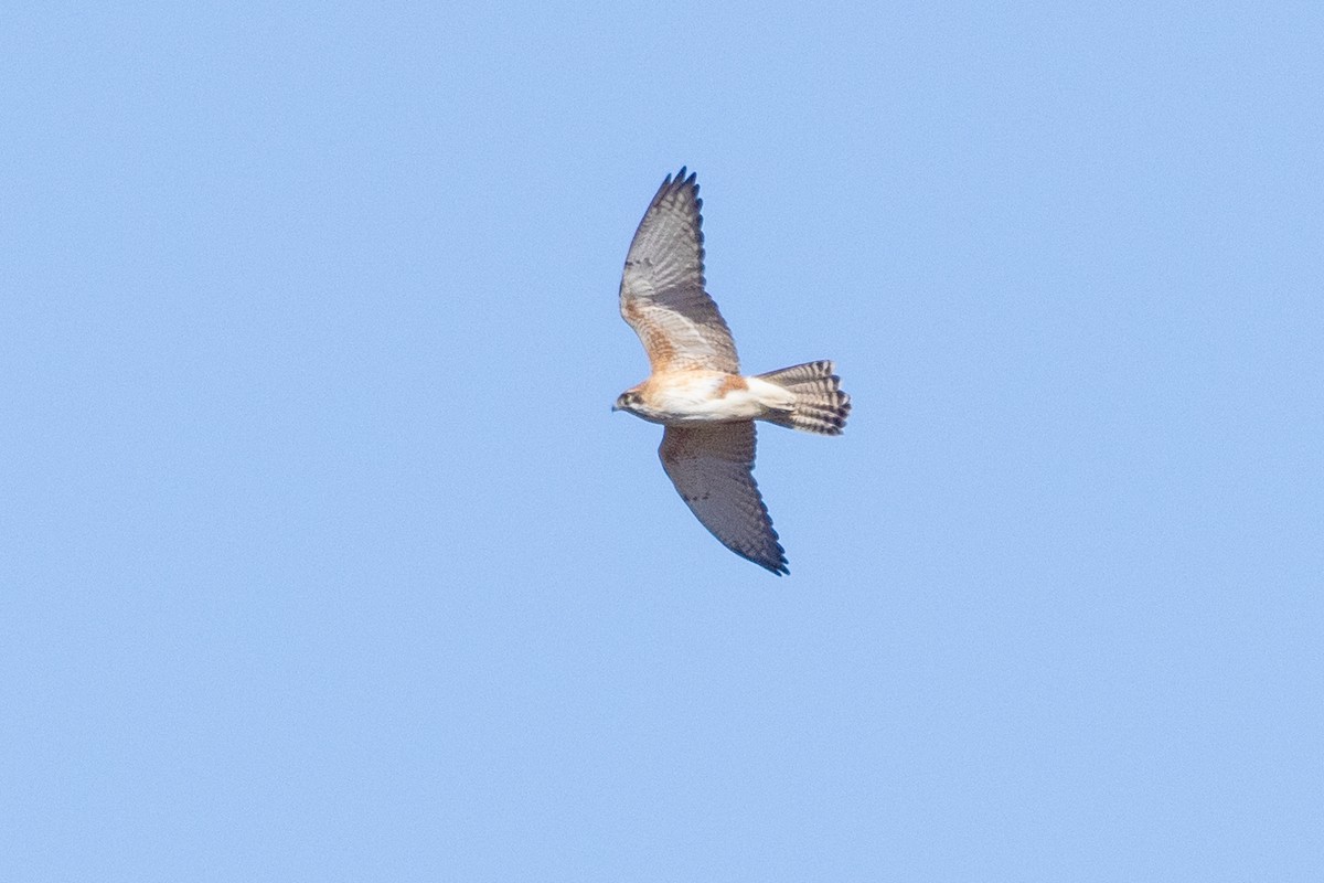 Brown Falcon - Richard and Margaret Alcorn