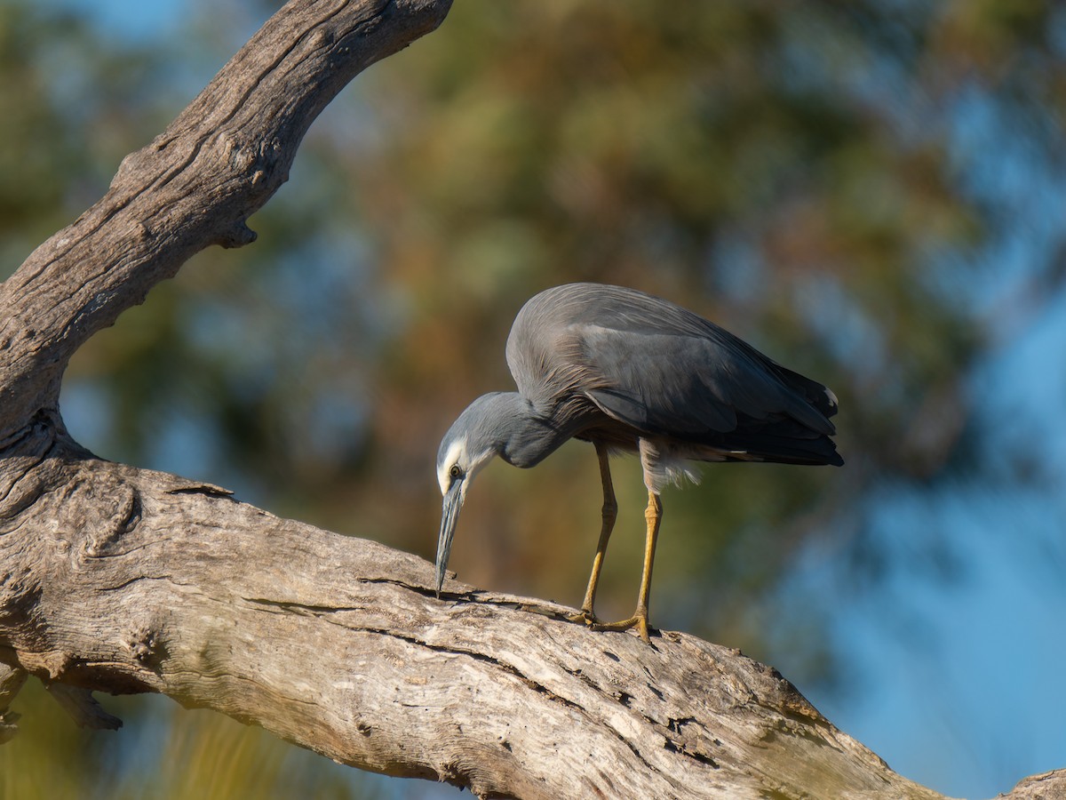 White-faced Heron - ML619217636