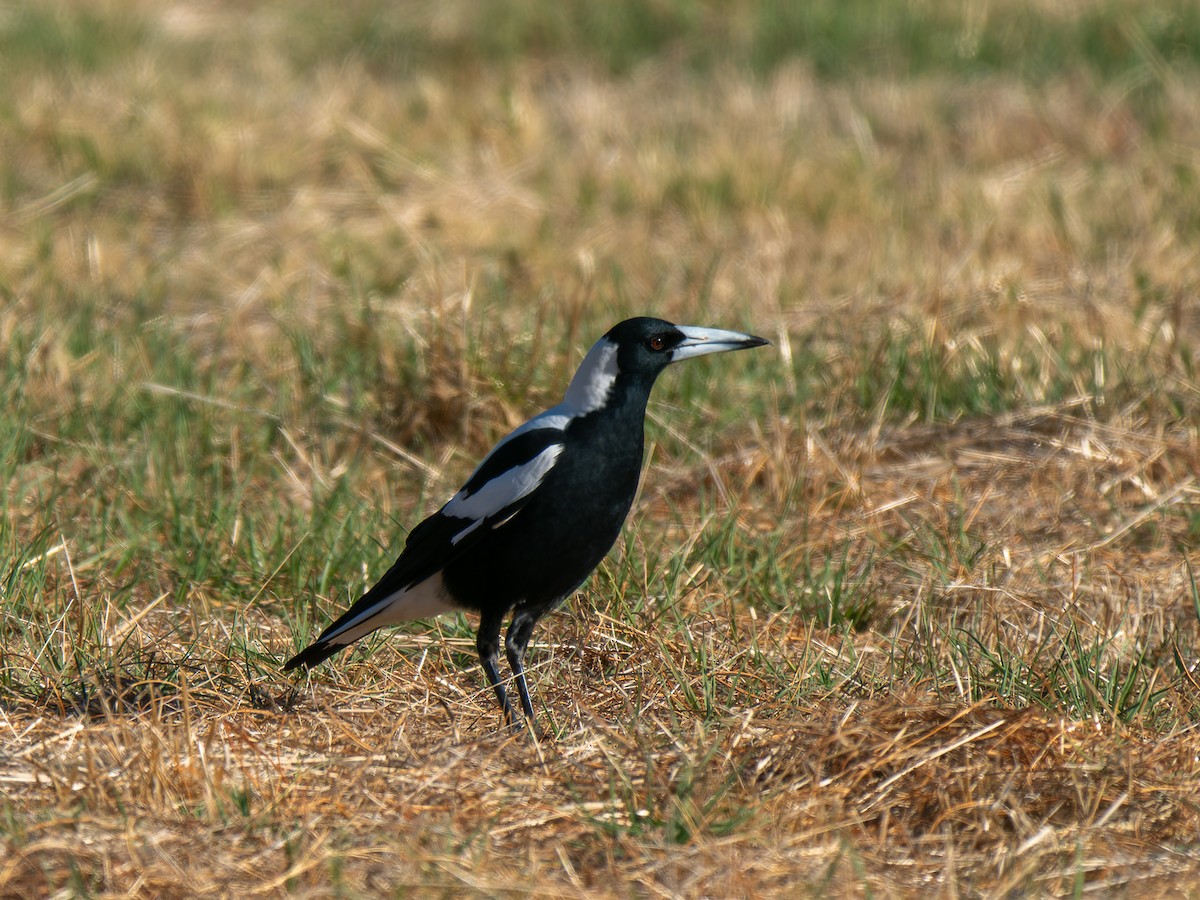 Australian Magpie - Ed Rice