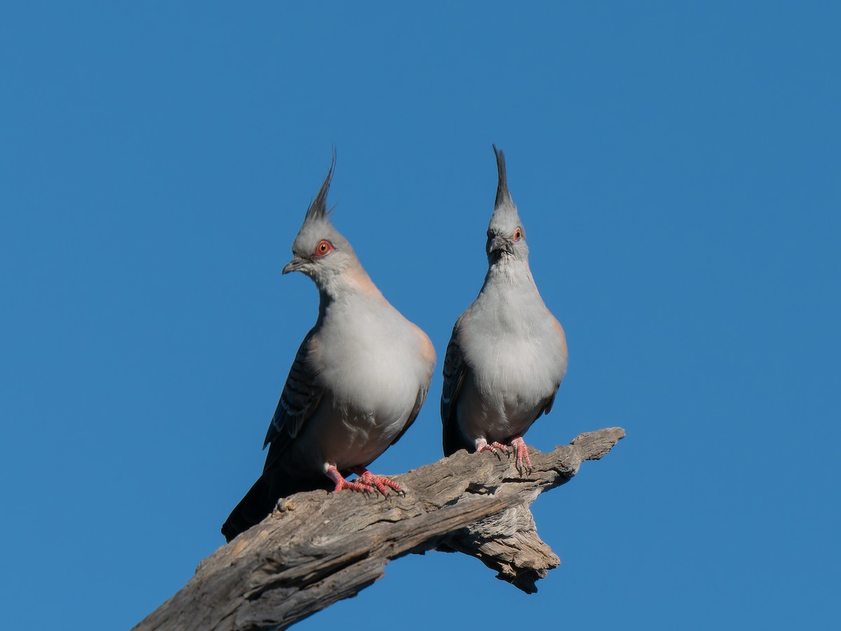 Crested Pigeon - Ed Rice
