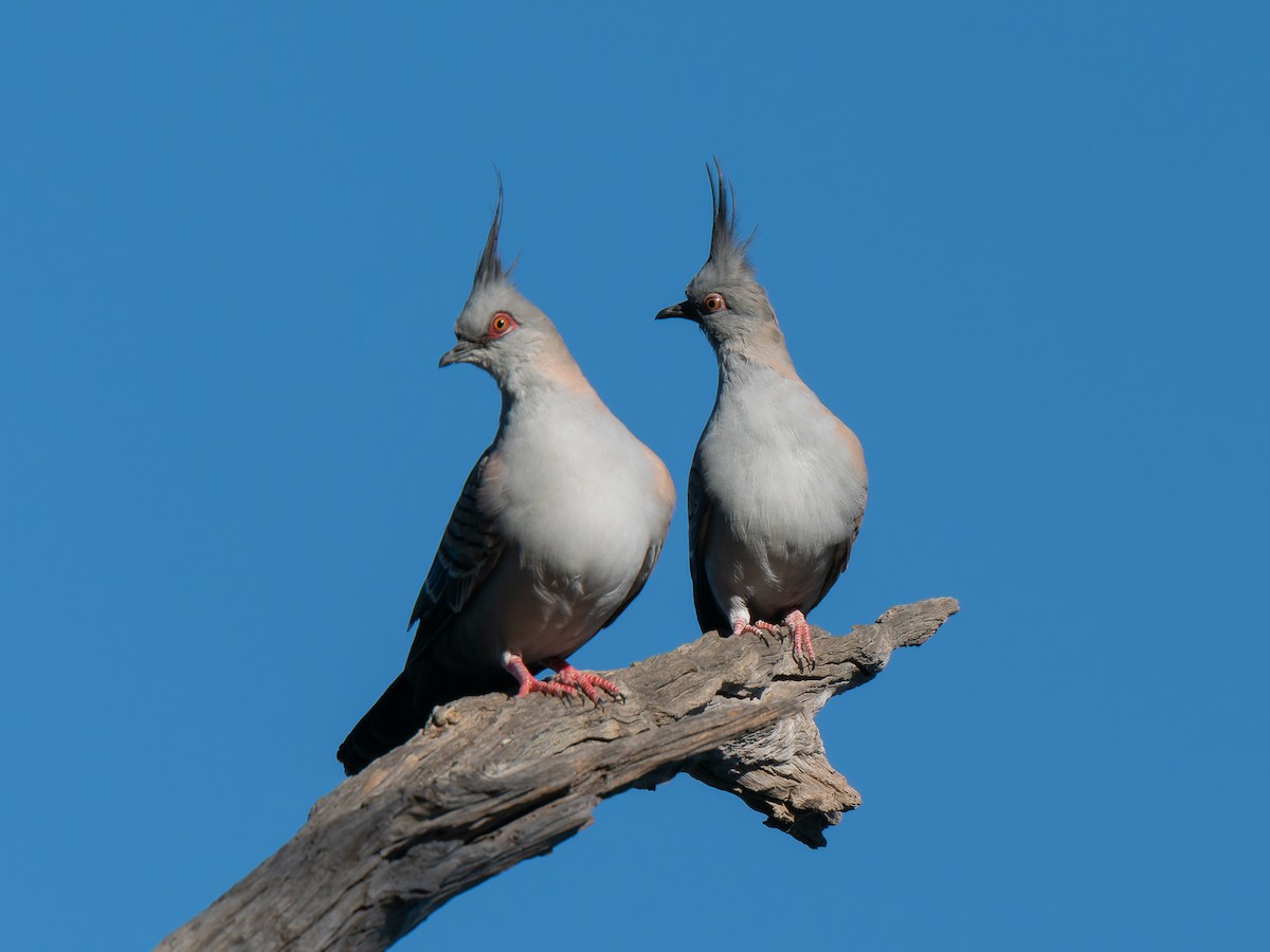 Crested Pigeon - Ed Rice