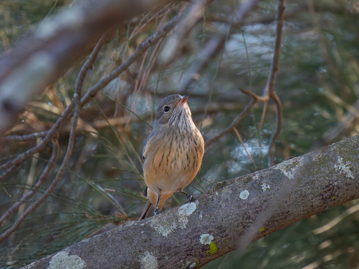 Rufous Whistler - ML619217667