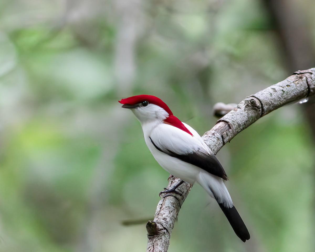 Araripe Manakin - ML619217674