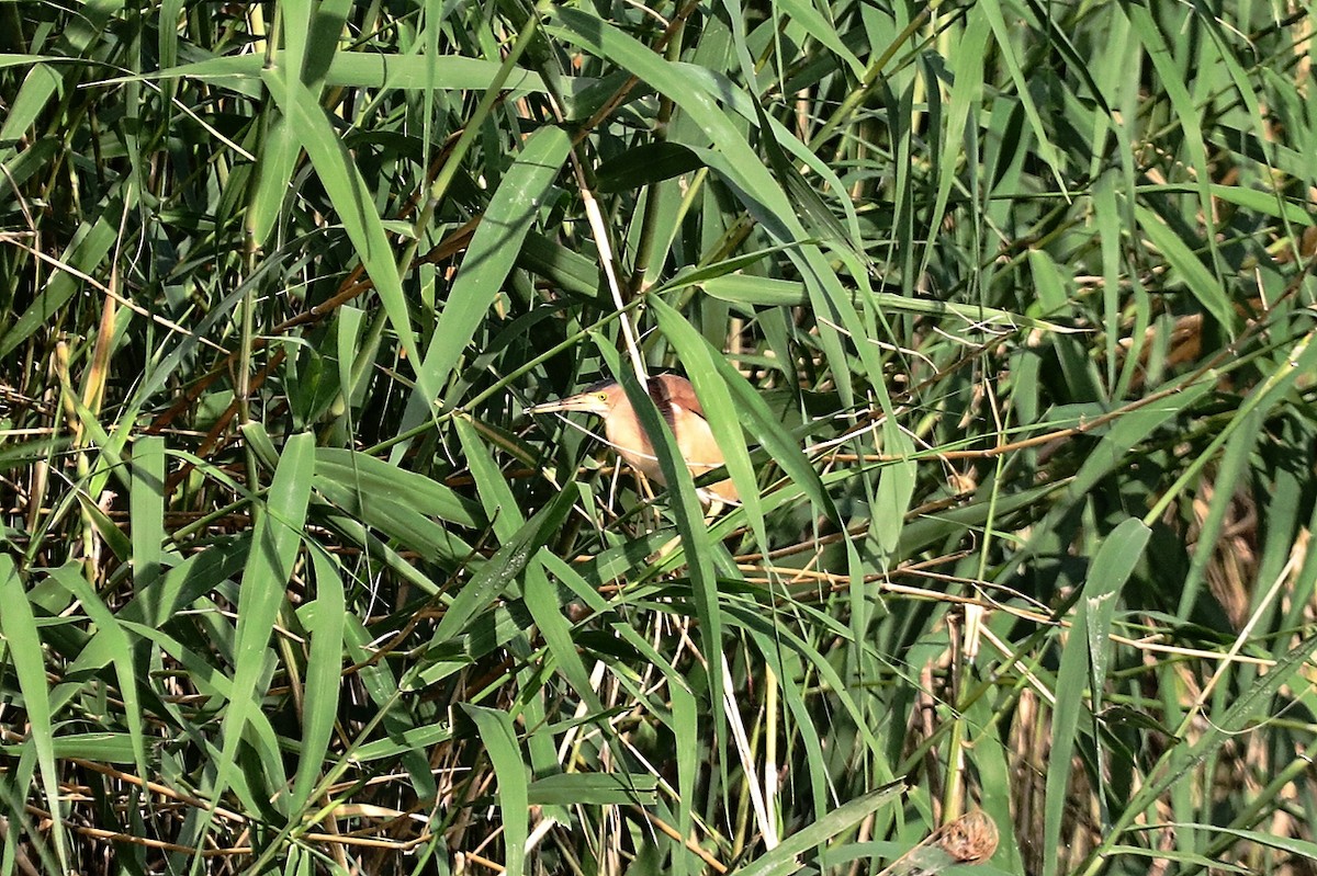 Yellow Bittern - Starlit Chen