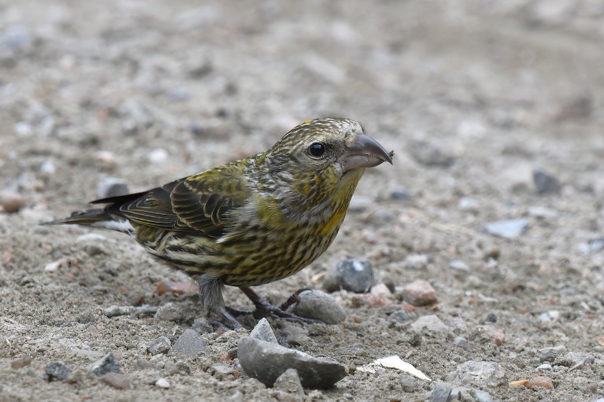 Red Crossbill - Ed Poropat