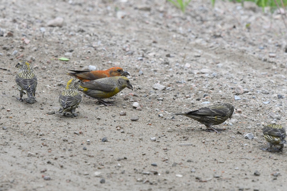 Red Crossbill - Ed Poropat