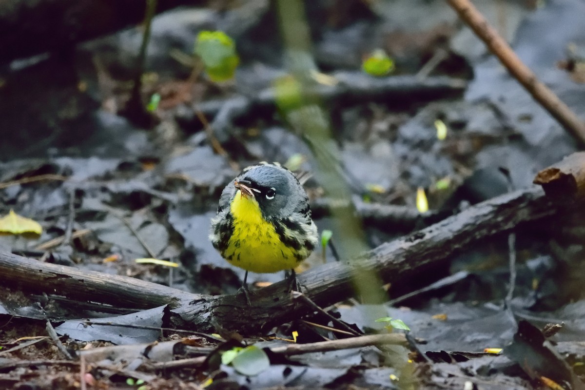 Kirtland's Warbler - ML619217703