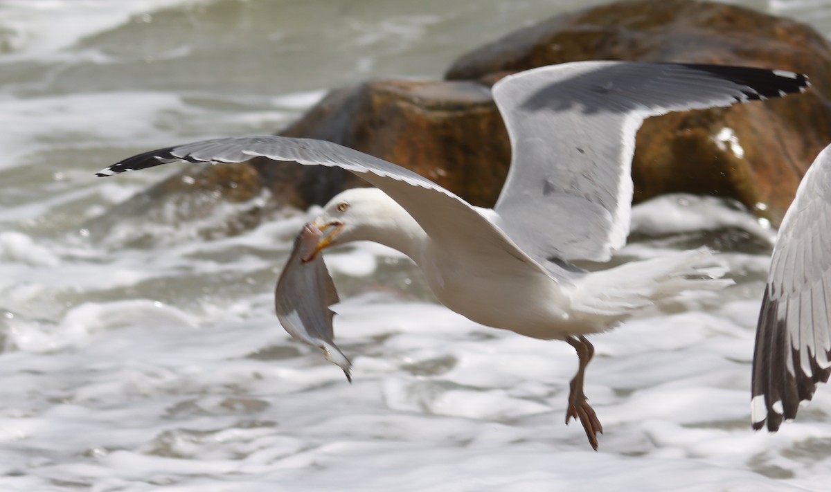 Herring Gull - Sea Williams