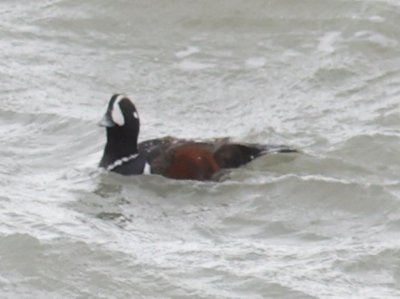 Harlequin Duck - ML619217712