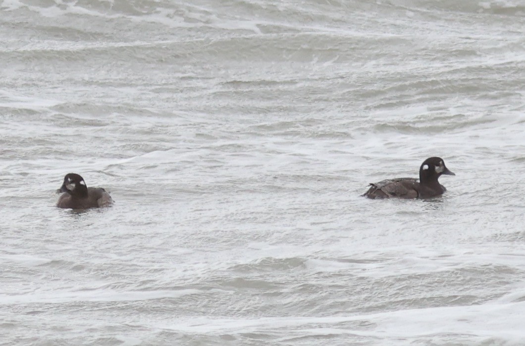 Harlequin Duck - Sea Williams