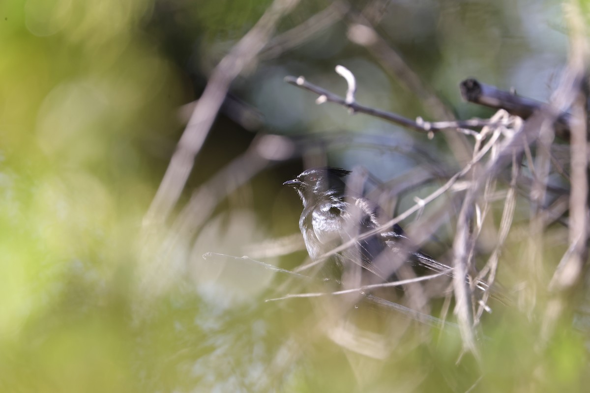 Phainopepla - J. Breckenridge