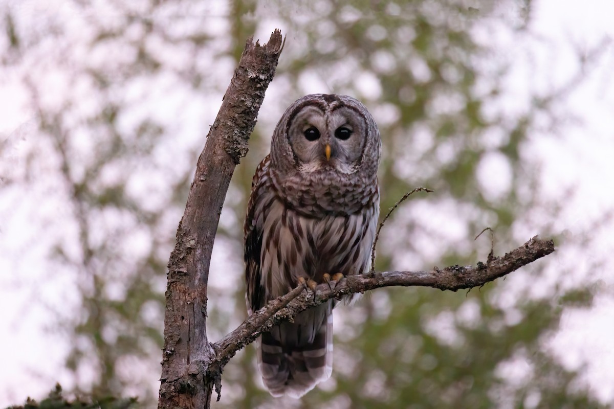 Barred Owl - Mitch (Michel) Doucet