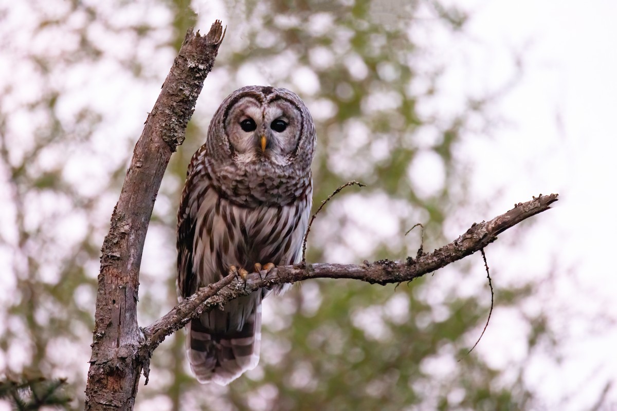 Barred Owl - Mitch (Michel) Doucet
