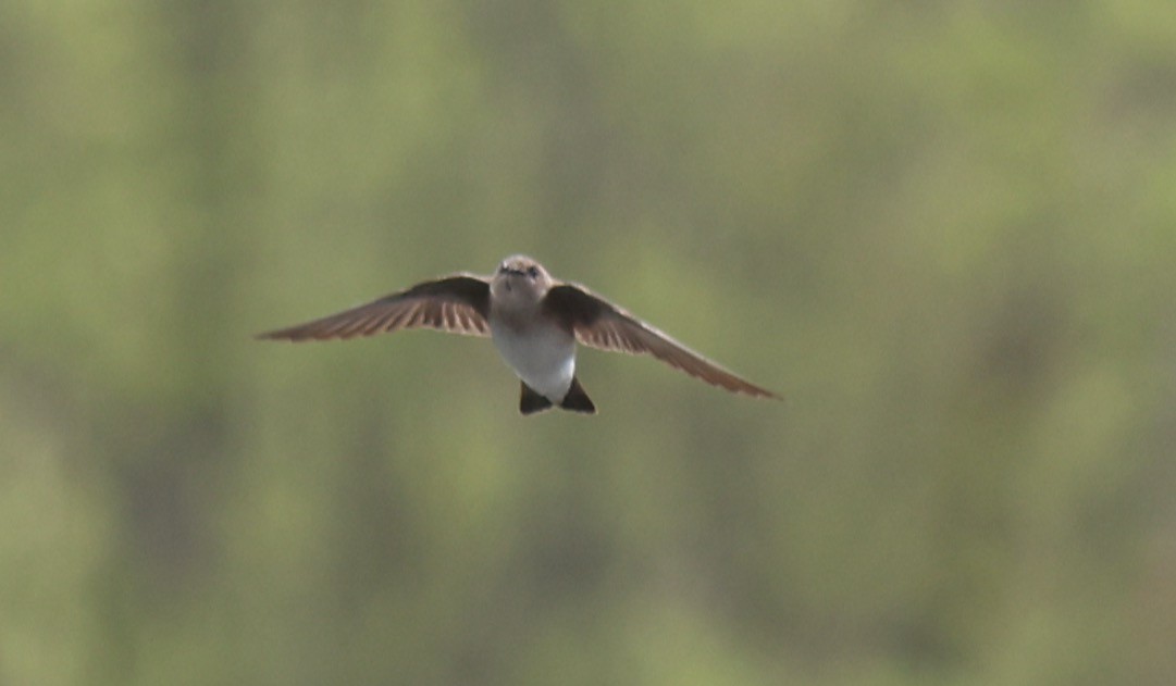 Northern Rough-winged Swallow - Sea Williams