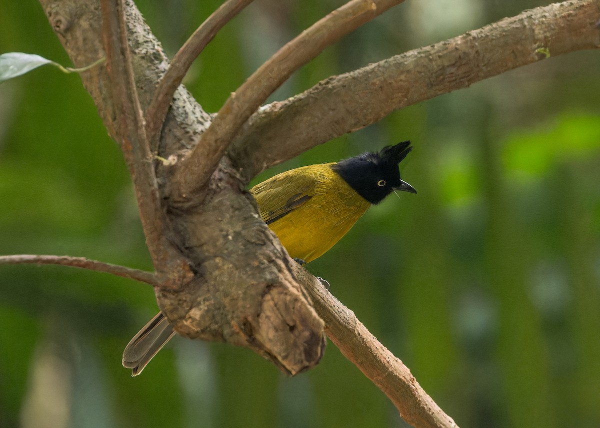 Black-crested Bulbul - ML619217770