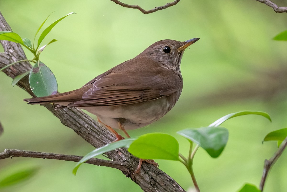 Bicknell's Thrush - Kayann Cassidy