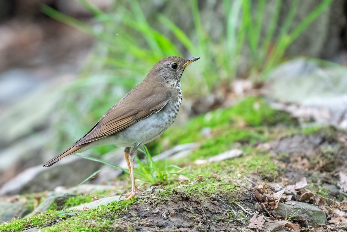 Bicknell's Thrush - Kayann Cassidy