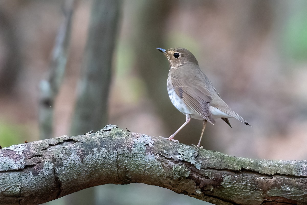 Swainson's Thrush - Kayann Cassidy