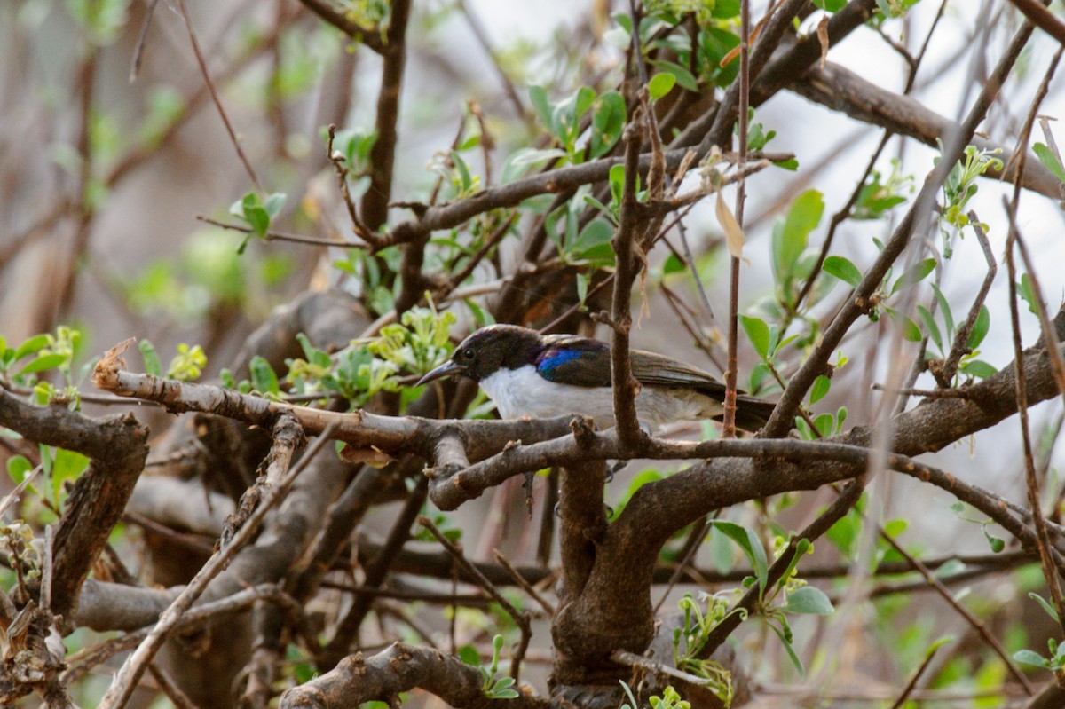 Eastern Violet-backed Sunbird - Prashant Tewari