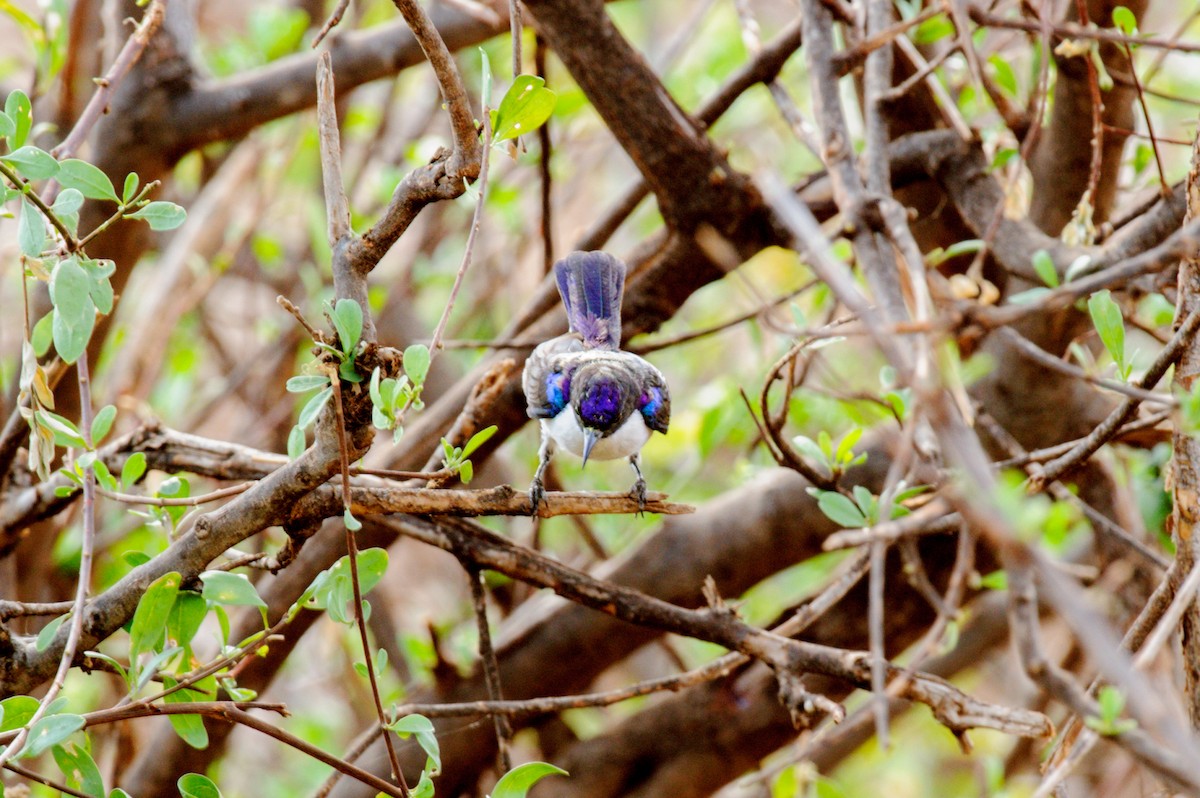 Eastern Violet-backed Sunbird - Prashant Tewari
