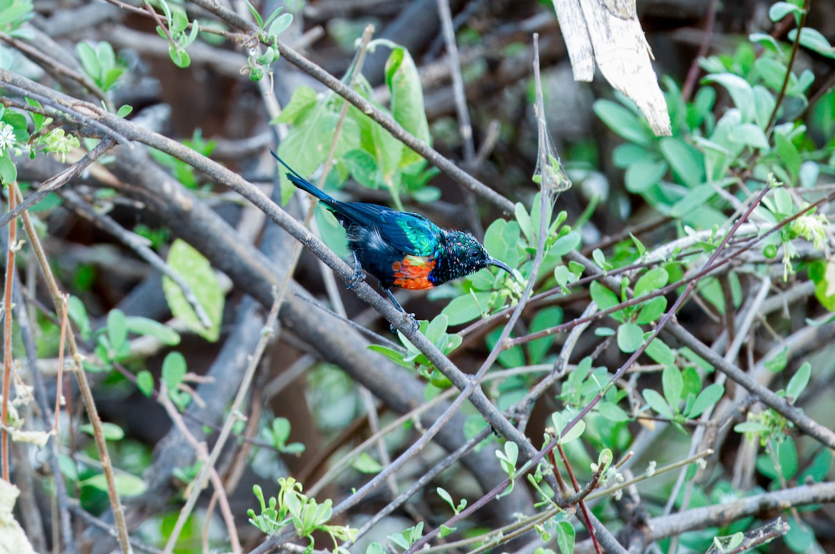 Black-bellied Sunbird - Prashant Tewari