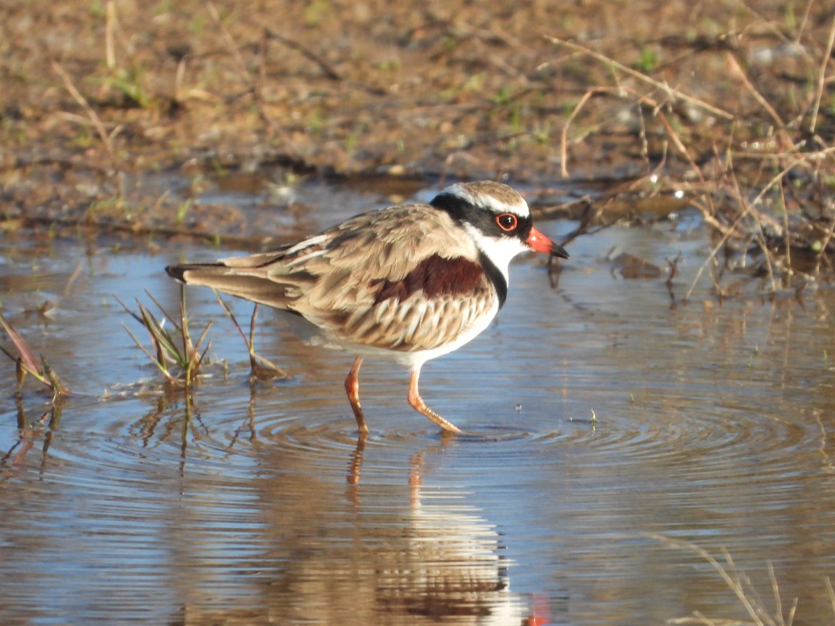 Black-fronted Dotterel - Rodney Macready