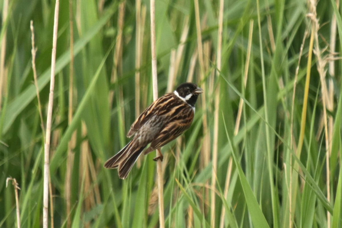 Reed Bunting - Jan Roedolf