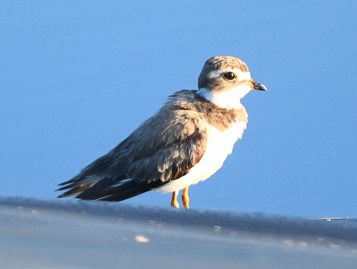 Semipalmated Plover - ML619217822