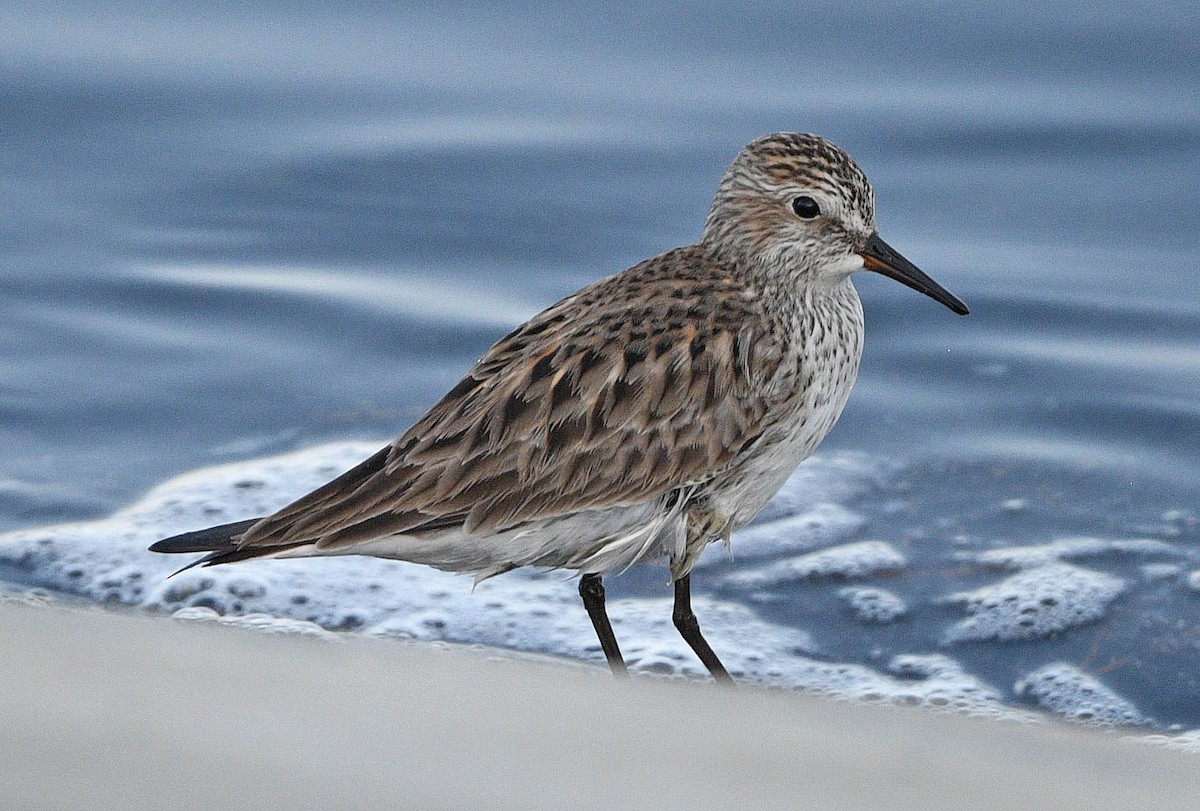 White-rumped Sandpiper - Elizabeth Hawkins