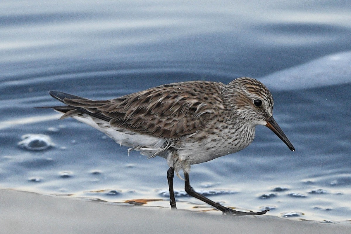 White-rumped Sandpiper - Elizabeth Hawkins