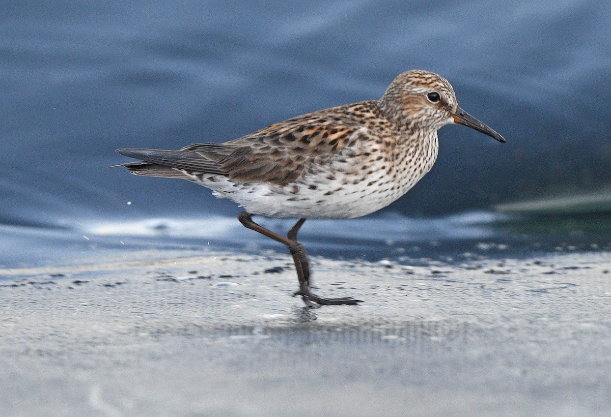 White-rumped Sandpiper - Elizabeth Hawkins