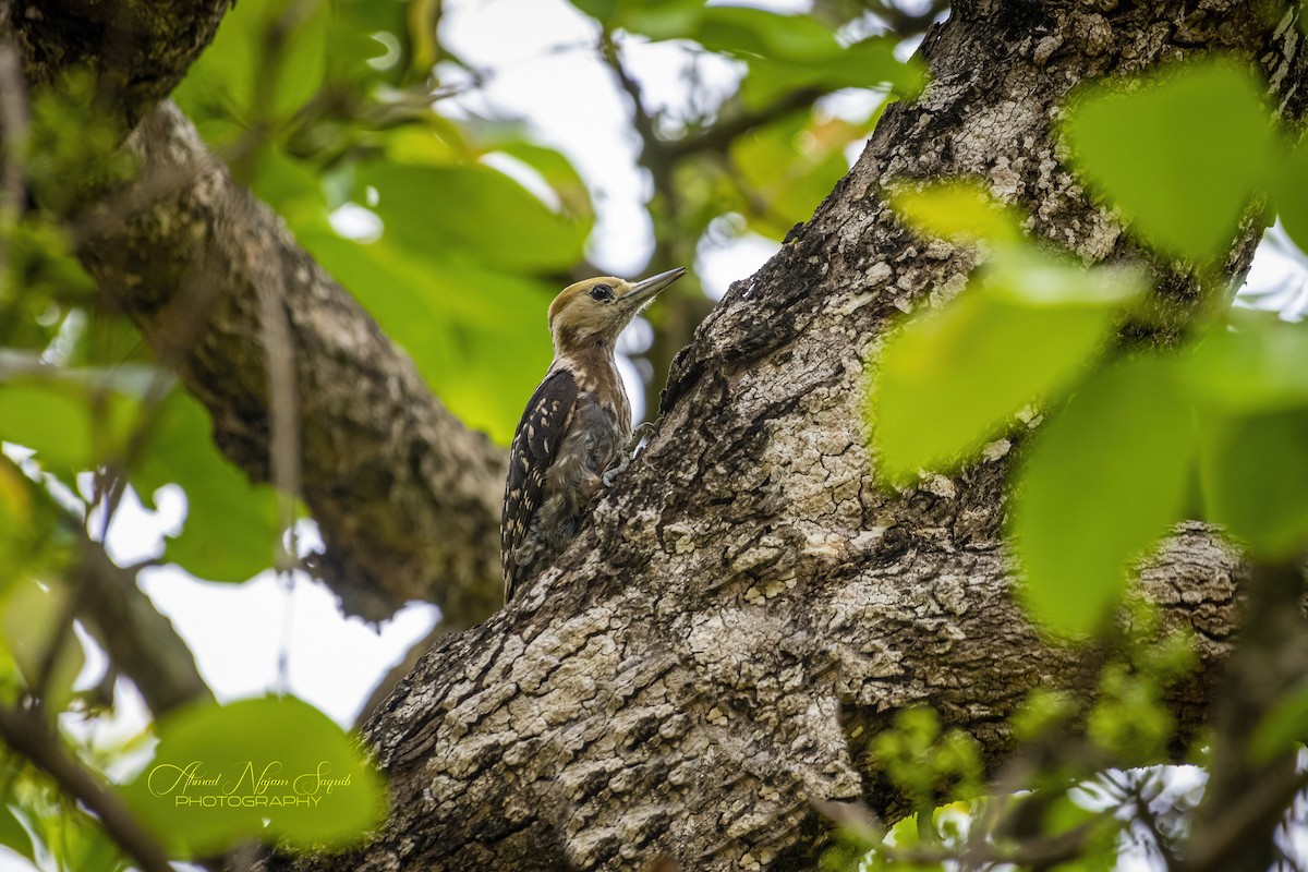Yellow-crowned Woodpecker - Ahmad Najam Saquib