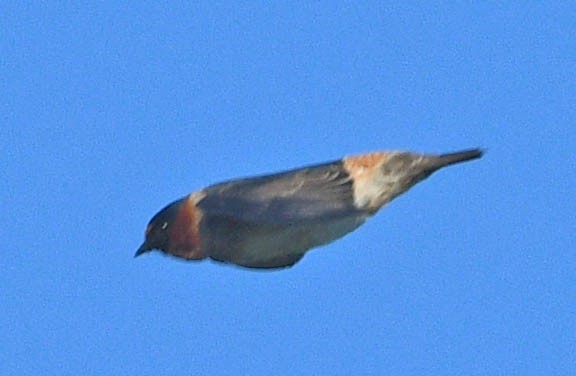 Cliff Swallow - ML619217835