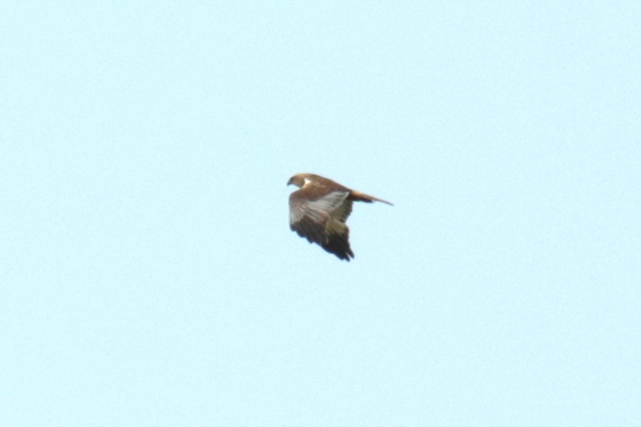 Western Marsh Harrier - Jan Roedolf