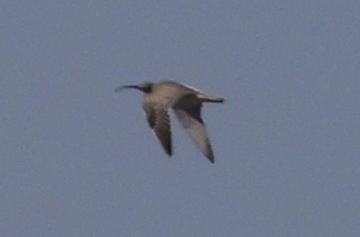 Courlis corlieu (phaeopus) - ML619217866