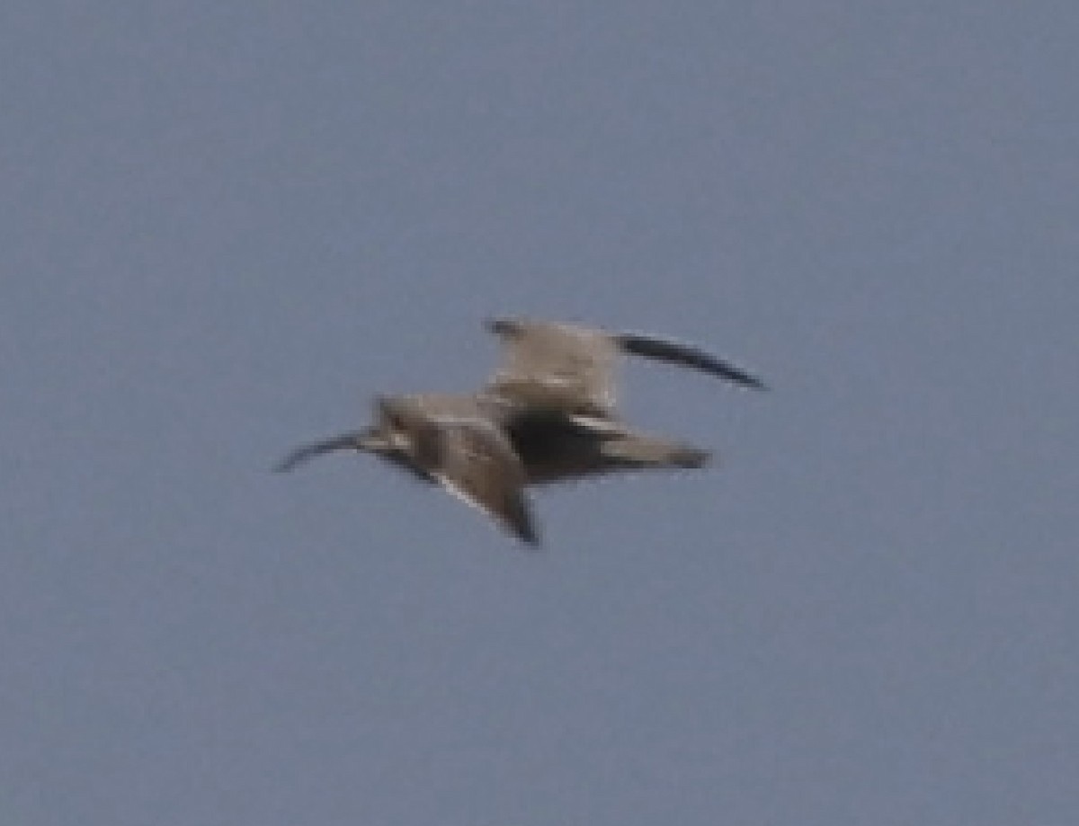 Courlis corlieu (phaeopus) - ML619217867