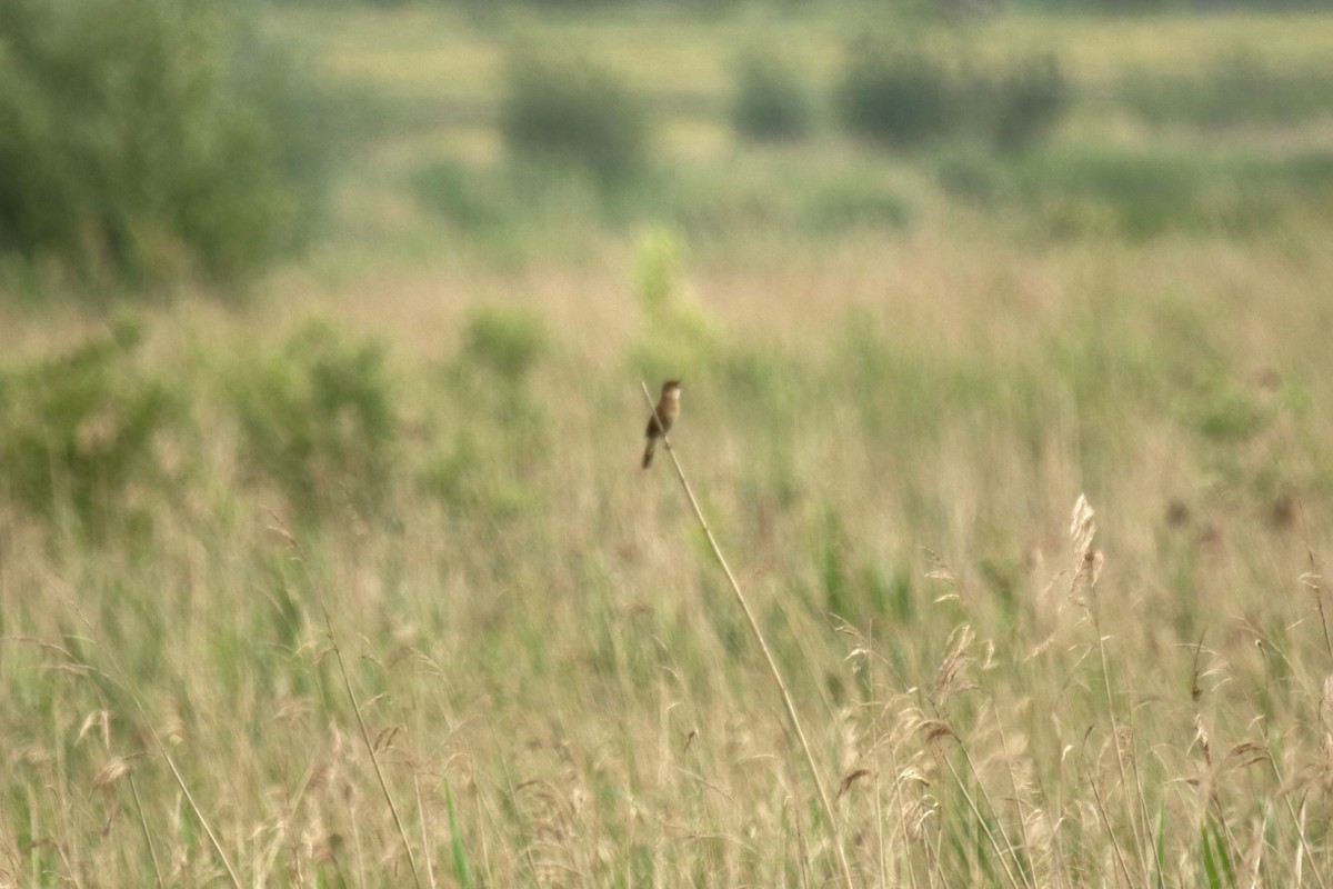 Savi's Warbler - Jan Roedolf