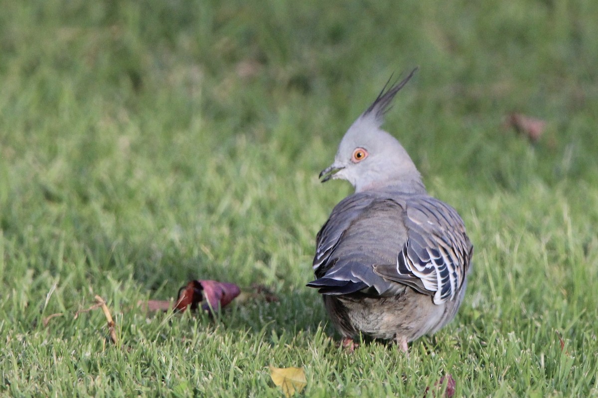 Crested Pigeon - Anna Siegel