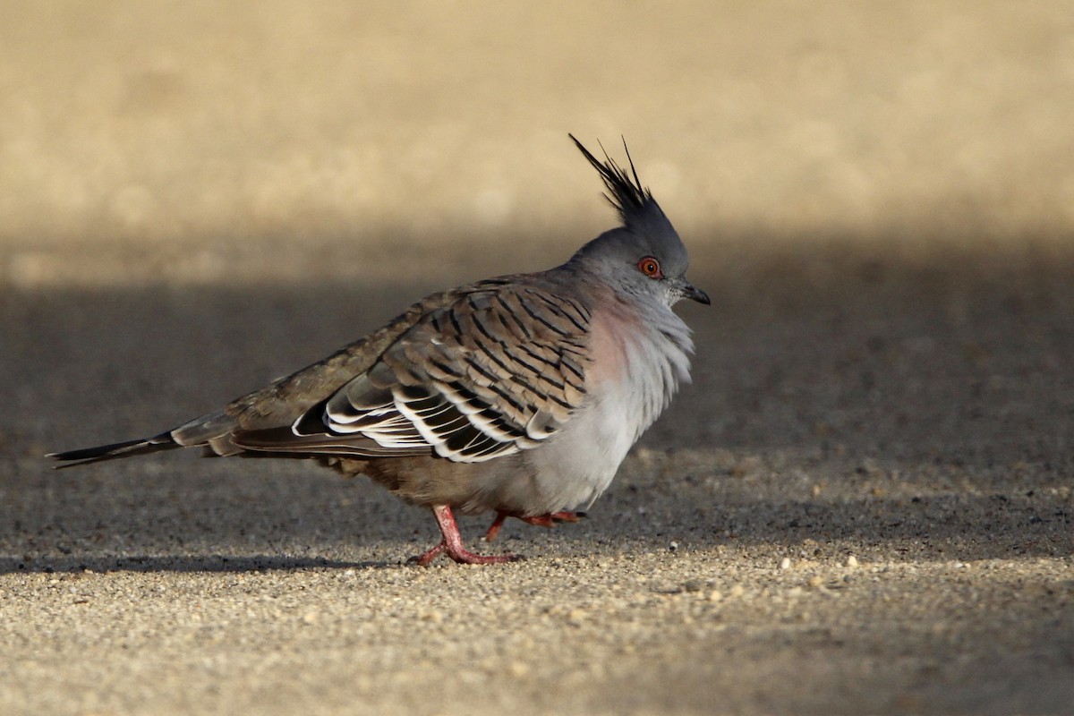 Crested Pigeon - Anna Siegel