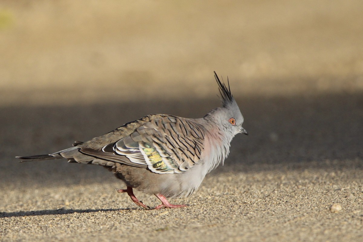 Crested Pigeon - Anna Siegel