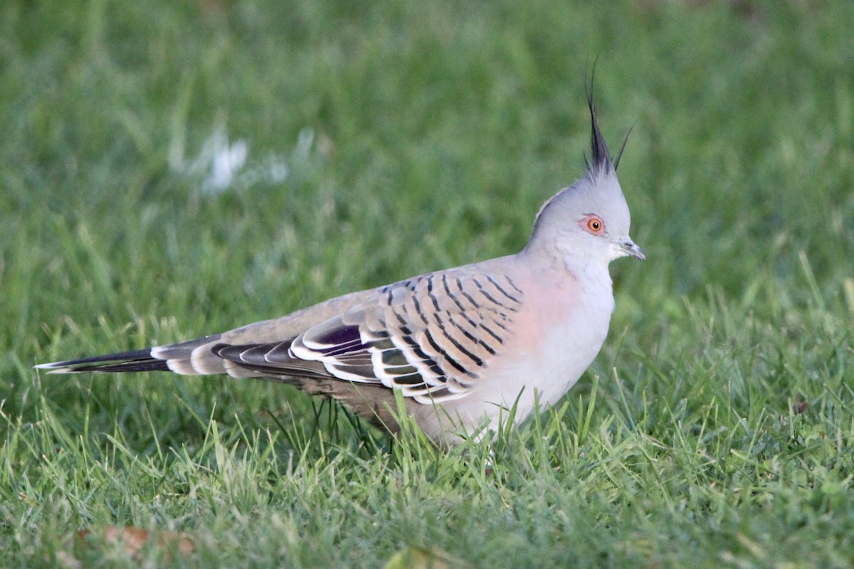 Crested Pigeon - Anna Siegel