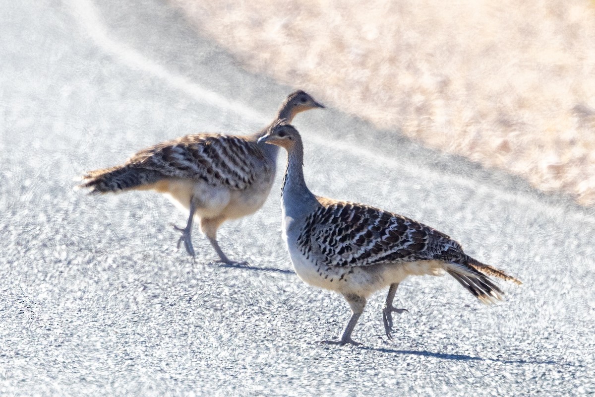 Malleefowl - ML619217913