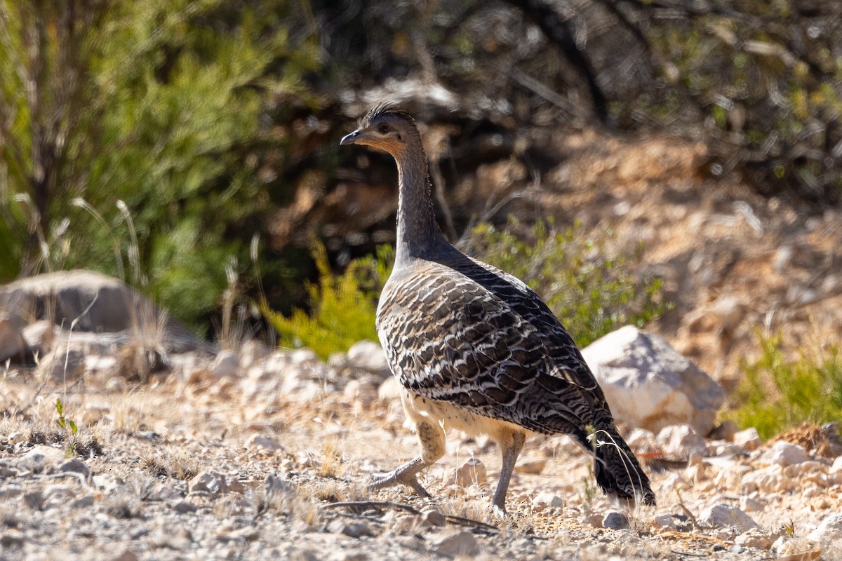 Malleefowl - ML619217914