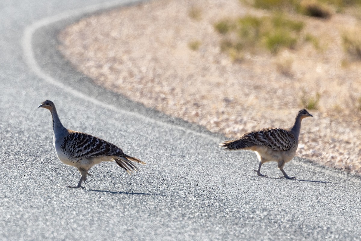 Malleefowl - ML619217915