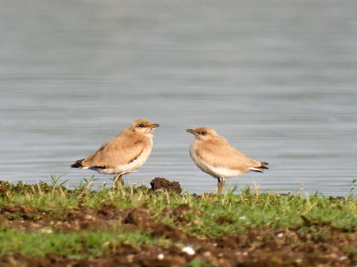 Small Pratincole - Ramesh Desai