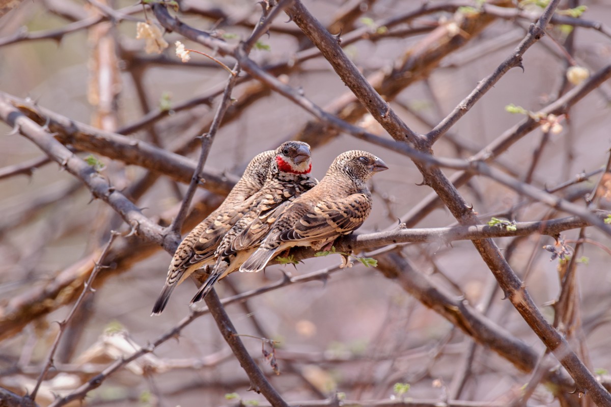 Cut-throat - Prashant Tewari