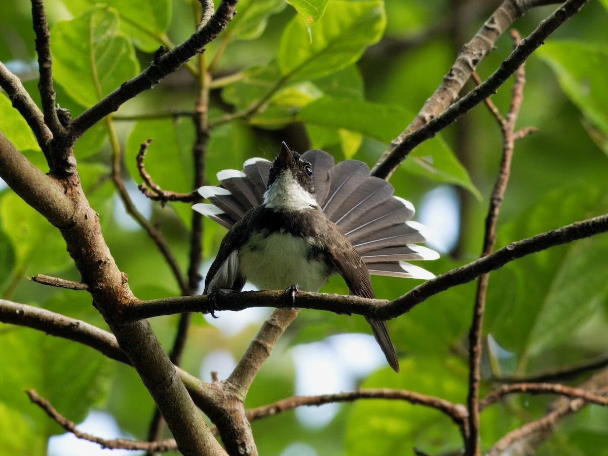 Malaysian Pied-Fantail - Evelyn Lee